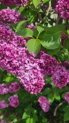 Lilac flowers in full bloom, showcasing vibrant purple and pink hues. Green leaves surround the blossoms, creating a lush garden scene.