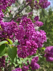 Close-up of vibrant purple lilac flowers with green leaves. The scene captures the beauty of spring blooms in a natural setting.