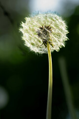 Dendelion seed head close up 