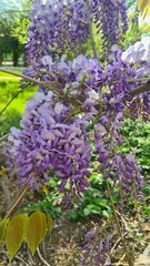 Obraz premium Vibrant clusters of purple wisteria flowers hang gracefully from green foliage in a sunny garden setting. The scene captures the beauty of springtime blooms.