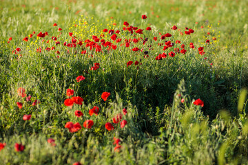 red poppy in a field. Beautiful summer landscape