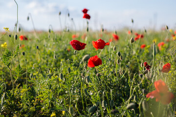 Fototapeta premium red poppy in a field. Beautiful summer landscape