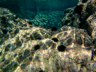 urchin, sea, sea urchin, animal, black, underwater, marine, black sea urchin, mediterranean sea,...