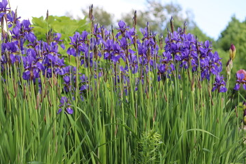 Blue Siberian iris (Iris sibirica) flowers in garden