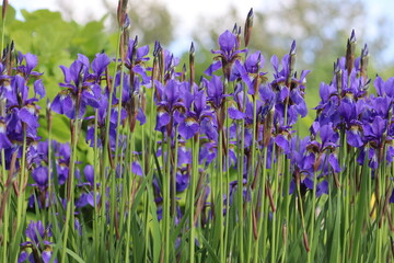 Blue Siberian iris (Iris sibirica) flowers in garden