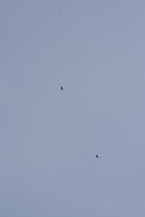 birds in flight