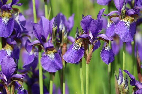 Blue Siberian iris (Iris sibirica) flowers in garden