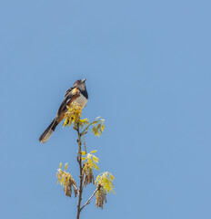 Male Eastern Towhee singing in a treewith yellow blossoms in springtime in Muskoka