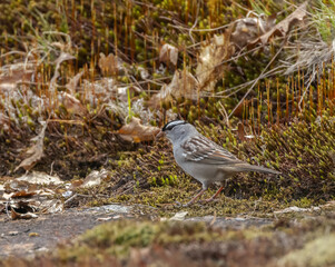 White-crowned Sparrow in myriad lichen at Torrance Barrens Muskoka