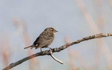 Female Red-winged Blackbird on a small branch with blurred marsh background in springtime in Erieau Marsh Ontario