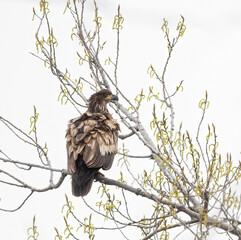 Juvenile bald eagle in a tree with blossoming leaves and white background in Ontario
