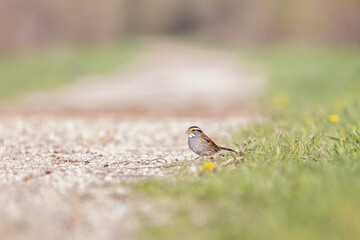 White-throated Sparrow beside a stone path in green grass in springtime in Ontario