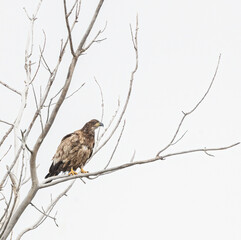 Juvenile Bald Eagle in bare branches with white sky and background
