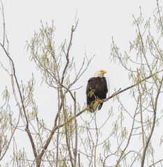 Male adult Bald Eagle in a tree in springtime at Erieau Marsh trail in Chatham Ontario