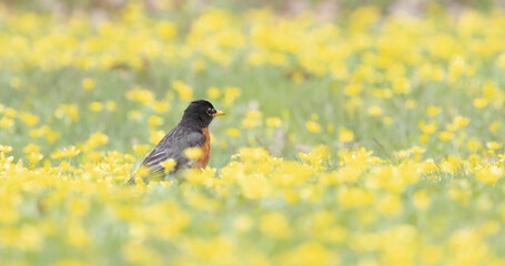 American Robin in bright dandelions in spring