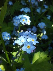 forget me not flowers