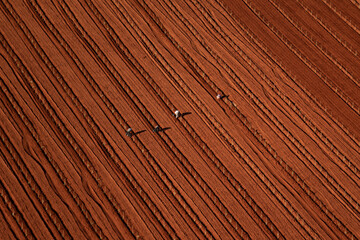 Aerial view of workers in red furrows