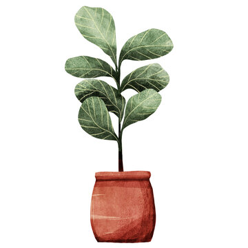 Fiddle leaf fig or ketapang biola or Ficus lyrata plant illustration clipart. Handdrawn potted plant with isolated background. Watercolor style house plant.
