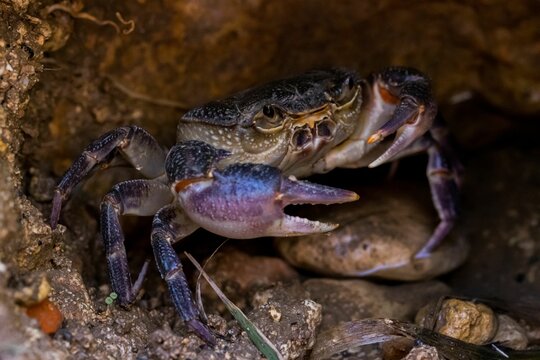 Maltese Freshwater Crab, Potamon fluviatile lanfrancoi, known as Qabru. Endemic to island of Malta