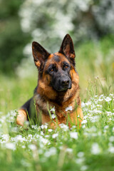 Beautiful German Shepherd Dog Sitting Outdoors in Front of Blooming White Flowers. Close-up Pet Portrait in High Quality with Natural Background.