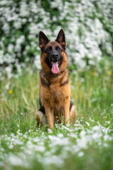 Beautiful German Shepherd Dog Sitting Outdoors in Front of Blooming White Flowers. Close-up Pet Portrait in High Quality with Natural Background.