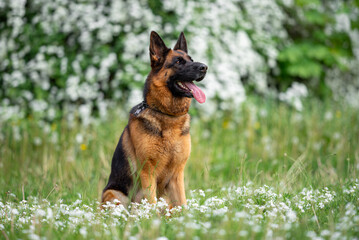 Beautiful German Shepherd Dog Sitting Outdoors in Front of Blooming White Flowers. Close-up Pet Portrait in High Quality with Natural Background.