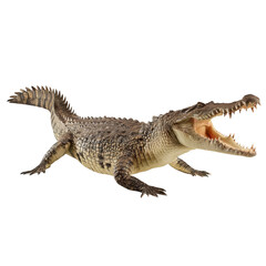 Fototapeta premium Crocodile with open mouth, walking forward on white background 