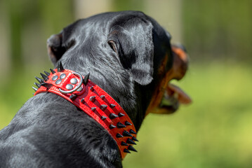 Beautiful Rottweiler Dog Sitting on Green Grass Wearing Red Collar with Black Spikes. Close-up Pet Portrait in High Quality with Natural Background.
