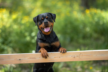 Beautiful Rottweiler Dog Posing Outdoors Without a Collar. Close-up Pet Portrait in High Quality with Natural Background.