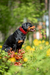 Beautiful Rottweiler Dog Sitting on Green Grass Wearing Red Collar with Black Spikes. Close-up Pet Portrait in High Quality with Natural Background.