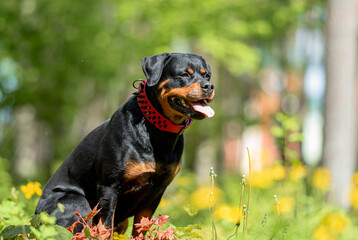 Beautiful Rottweiler Dog Sitting on Green Grass Wearing Red Collar with Black Spikes. Close-up Pet Portrait in High Quality with Natural Background.