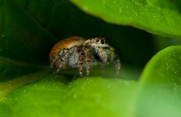 Orange jumping spider - Carrhotus xanthogramma (adult female, family Salticidae 