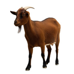 Fototapeta premium A proud goat stands tall with horns