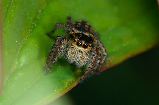 Orange jumping spider - Carrhotus xanthogramma (adult female, family Salticidae)