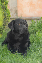 A black Labrador Retriever dog is lying near the house. A pet on a walk.
