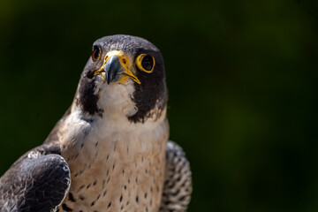 Peregrine falcon head and torso portrait, head on against green leafs bokeh, copy space, sunny day