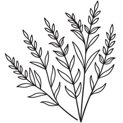 Obraz premium Simple black and white line art illustration of delicate botanical sprigs on white background