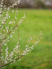 A tree with white flowers is in a green field. The flowers are in full bloom and the tree is bare,...