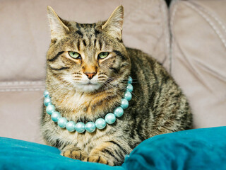 Glamor portrait of a brown tabby cat on a blue suede pillow, brown suede background out of focus....