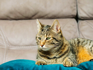 Glamor portrait of a brown tabby cat on a blue suede pillow, brown suede background out of focus.