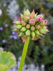 pink geranium flower