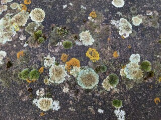 moss on stone