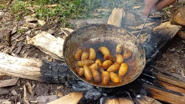  palm weevil larvae cooking at the amazon