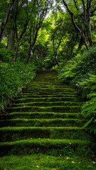 苔むす階段