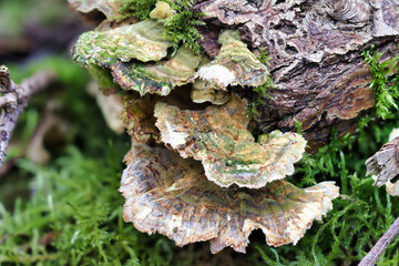 lichen on tree