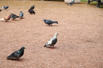 A vibrant flock of pigeons is seen in a serene park, enjoying the calm atmosphere
