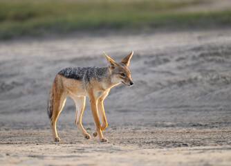 Black-Backed Jackal Walking in Arid Landscape 