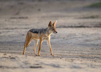Black-Backed Jackal Walking in Arid Landscape 