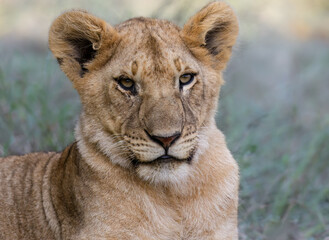 Young Lion Cub closeup portrait in African Savanna on blur background