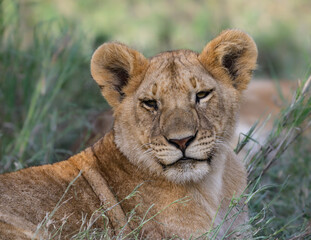 Lion Cub in Grassland Habitat, Closeup Portrait